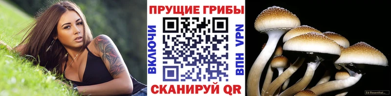 Галлюциногенные грибы прущие грибы  Чебоксары 